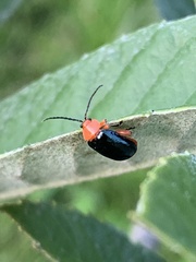 Asphaera lustrans