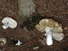 Russula nigricans