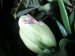 Hypena pulverulenta