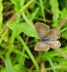 Euchrysops cnejus cnejus