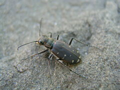 Cicindela duodecimguttata