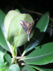 Hypena pulverulenta