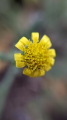 Senecio viscosus