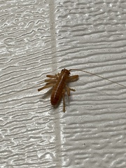 Camptonotus carolinensis