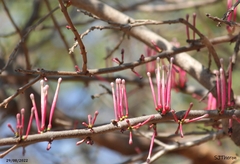 Tapinanthus rubromarginatus