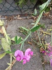 Lathyrus sylvestris
