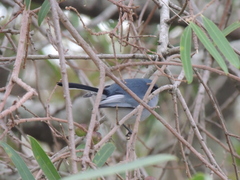 Polioptila dumicola