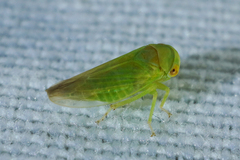 Macropsis
