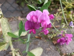 Lathyrus sylvestris
