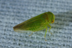 Macropsis