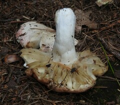 Russula nigricans
