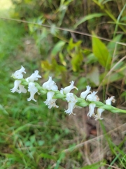 Spiranthes ochroleuca