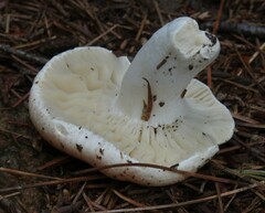 Russula nigricans