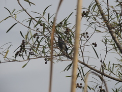 Polioptila dumicola