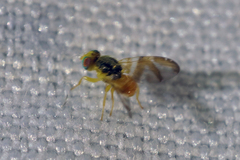 Procecidocharoides penelope