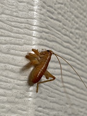 Camptonotus carolinensis