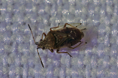 Kleidocerys resedae