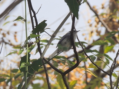 Polioptila dumicola
