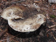 Russula nigricans