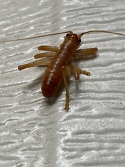 Camptonotus carolinensis