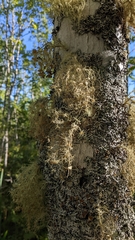 Usnea strigosa