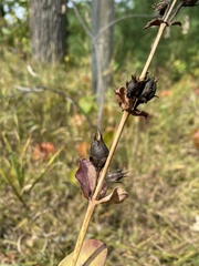 Penstemon grandiflorus