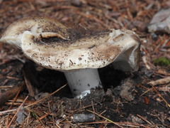 Russula nigricans