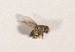 Entomophthora muscae