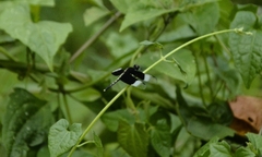 Neurothemis tullia