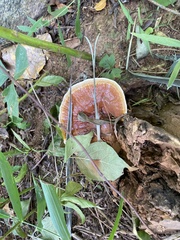 Ganoderma