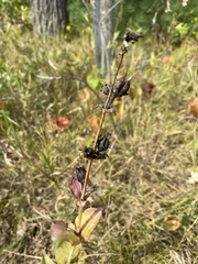 Penstemon grandiflorus