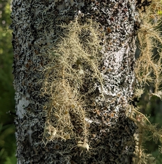 Usnea strigosa
