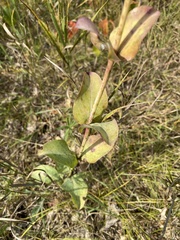 Penstemon grandiflorus