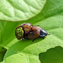 Chelymorpha cribraria