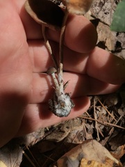 Psilocybe caerulipes