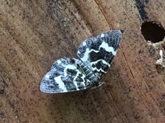 Trichodezia californiata