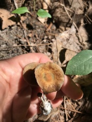 Psilocybe caerulipes
