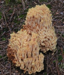 Ramaria formosa