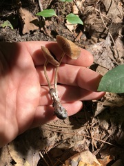 Psilocybe caerulipes