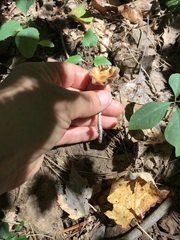 Psilocybe caerulipes