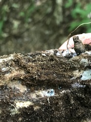 Psilocybe caerulipes