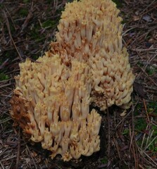 Ramaria formosa