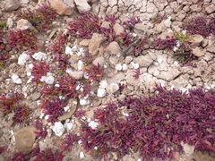 Caryophyllales