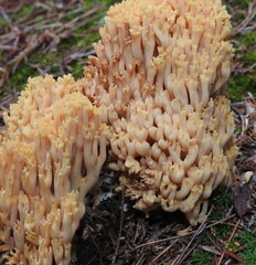 Ramaria formosa