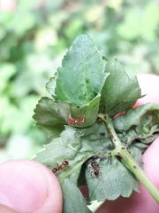 Myrmica rubra