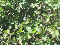 Polioptila dumicola