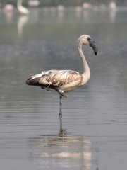 Phoeniconaias minor