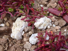 Caryophyllales