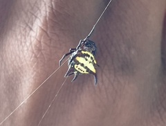Gasteracantha curvispina