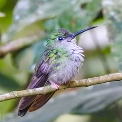 Chalybura urochrysia